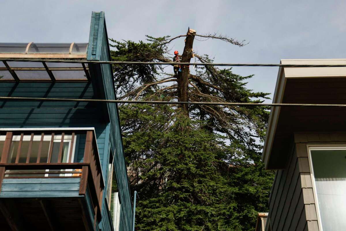 加州风暴:居民可以寻求联邦应急管理局的灾难援助。这是如何。2023年1月18日星期三，一名树木修剪工拆除了一棵倒下的巨大柏树，这棵树威胁着加州里奥德尔马海滩大道上的房屋，此前该地区在一系列大风暴中遭到大浪和泥石流的严重破坏。