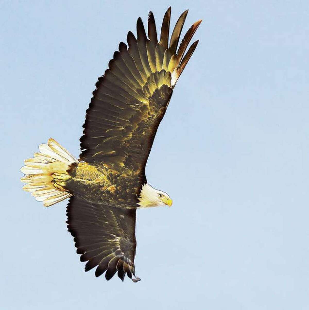 The Bald Eagle Festival will take place at the Pere Marquette Lodge and Conference Center, 13653 Lodge Blvd., Grafton from 11 a.m.-3 p.m. Sunday, Jan. 22.