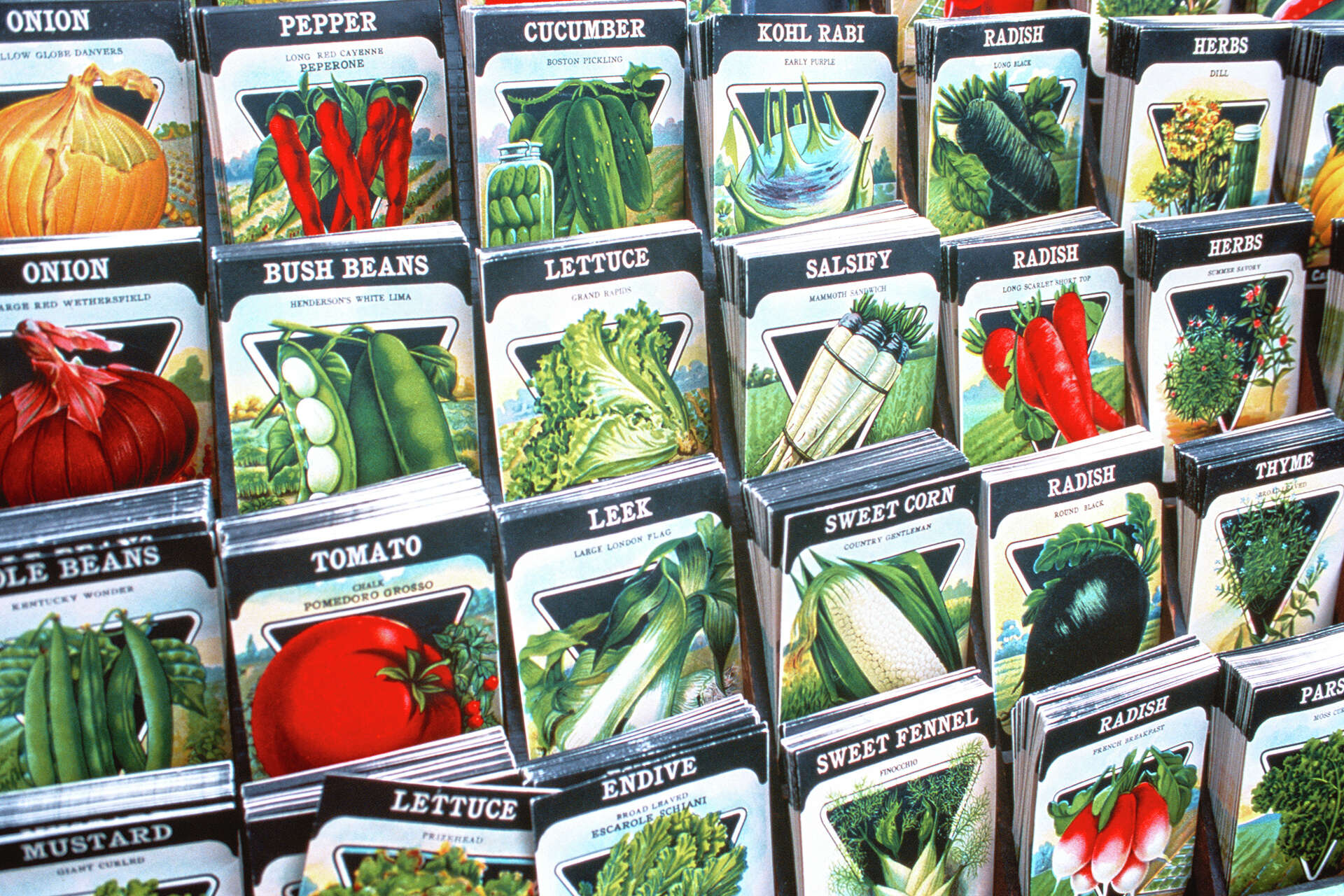 buy plant seeds Siam Queen Thai Basil Seeds Packet: 250 Seeds (0.25 gram), OG main image 1