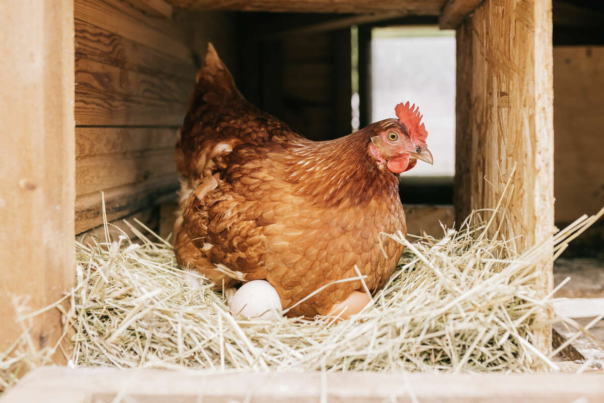 Close up of chicken sitting in hay, with freshly laid eggs.