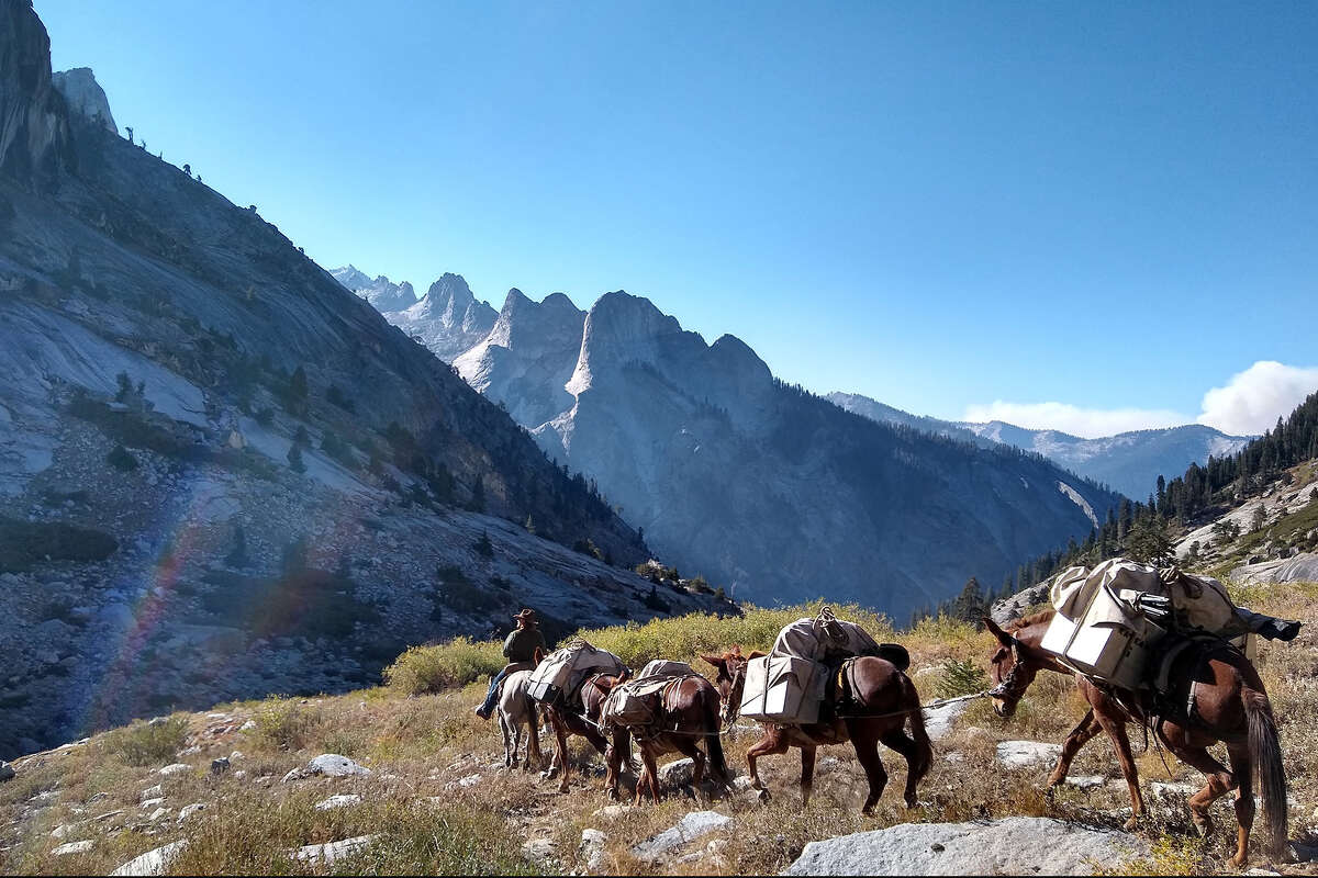 Mule trains take supplies to the trail crews in Sequoia National Park. Crews spend months in remote regions of the Sierra Nevada maintaining trails.