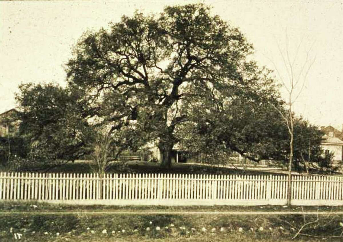 The Treaty Oak, seen here in 1915, was a historic landmark on private property. It was owned by the Caldwell family from 1882 until 1937, when it was purchased by the city of Austin.