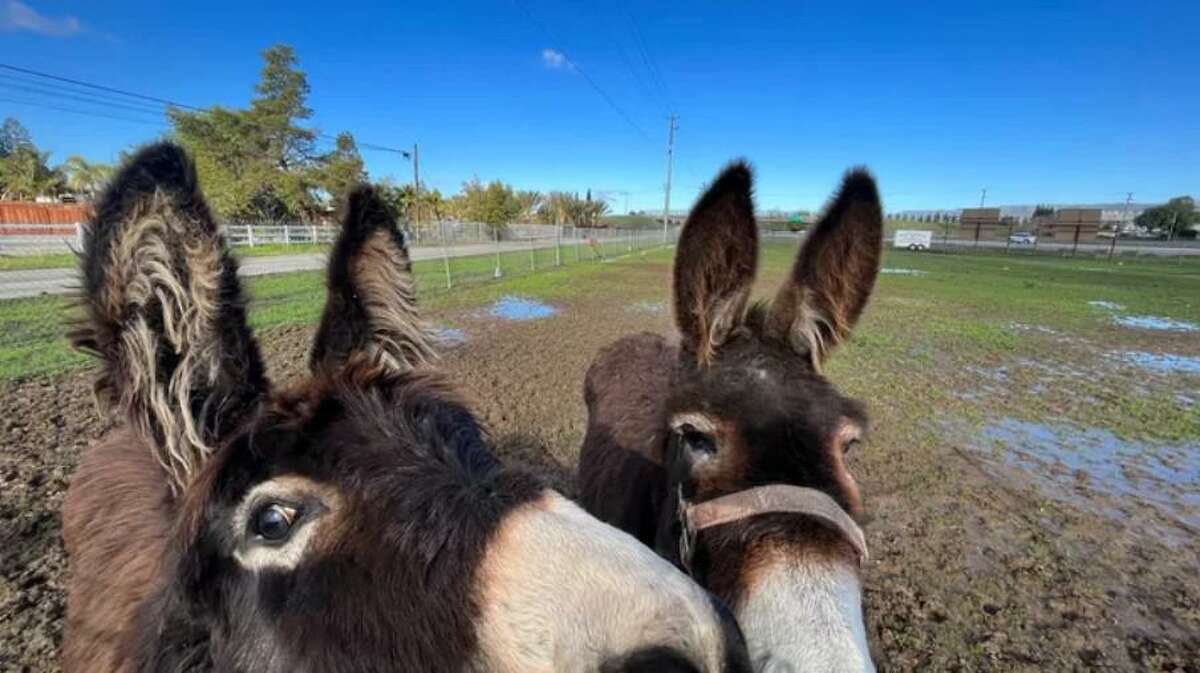 Animal caregivers pack crowdfunding site with pleas for help after storm devastation Animal caregivers pack crowdfunding site with pleas for help after storm devastation