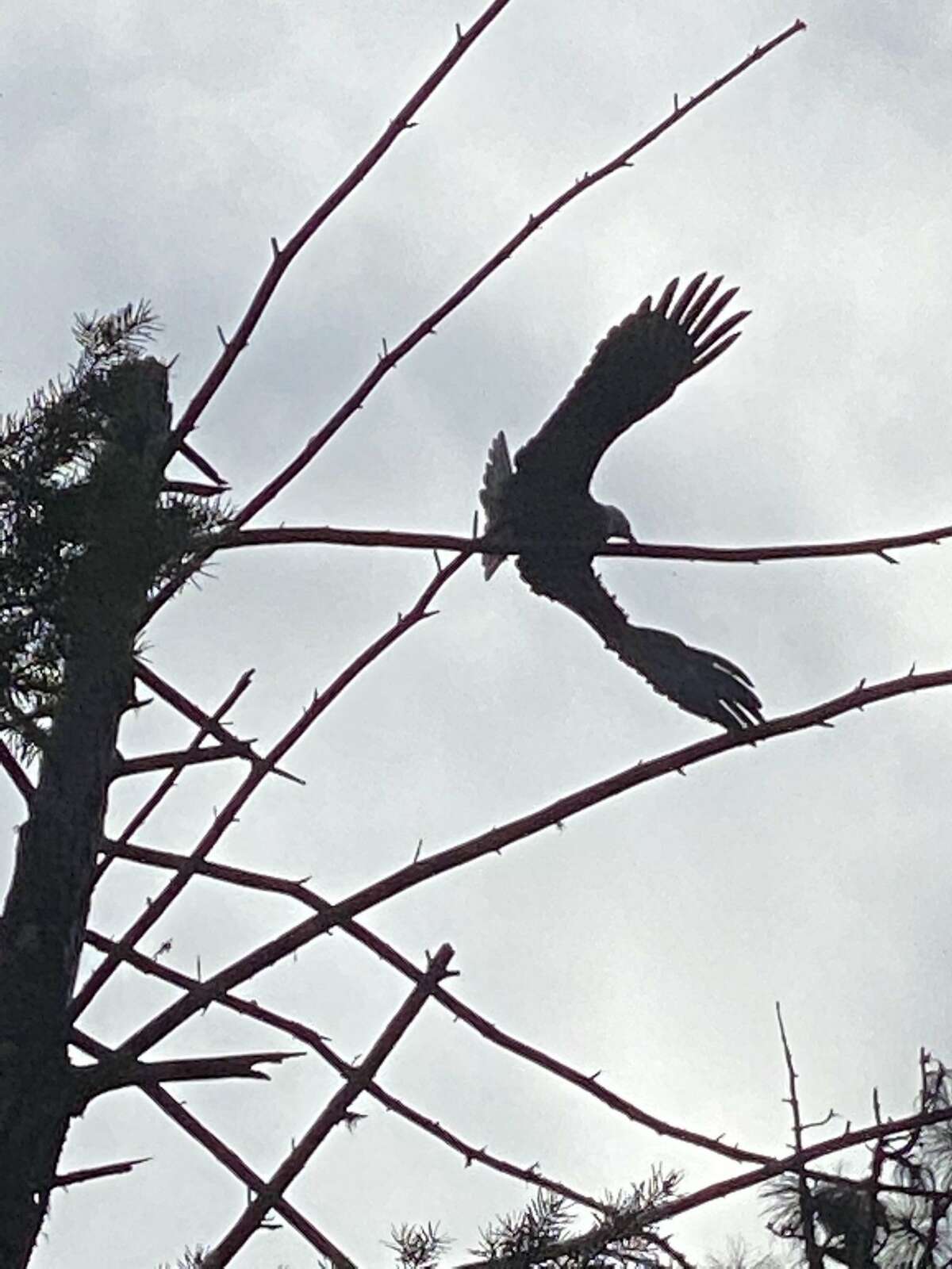 A bald eagle flies near a tree in Potter Valley. A permit issued by the U.S. Fish and Wildlife Service that would’ve allowed PG&E to cut down a Mendocino County tree with a bald eagle’s nest in it.