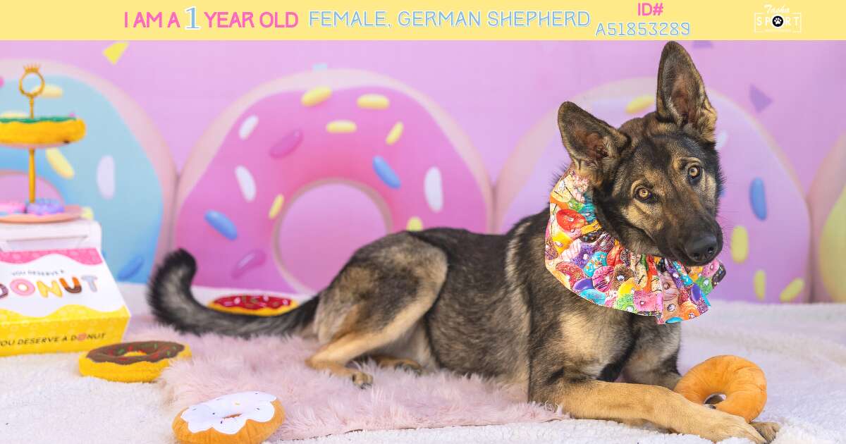 1-year-old female German Shepherd. 
