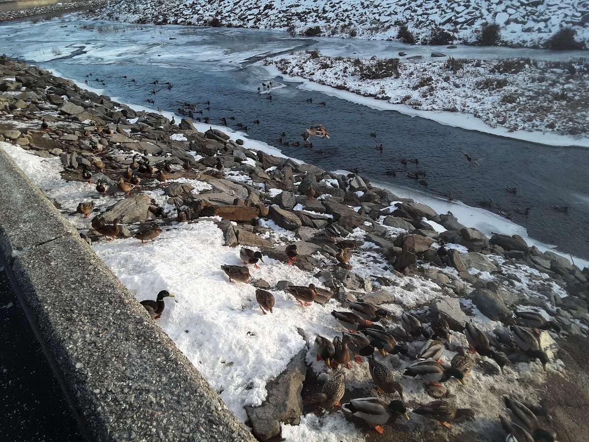 Ducks in Naugatuck and on the Bank, from Franklin Street.