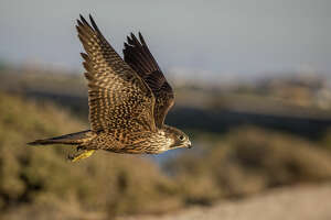 Big Bend temporarily closing areas to protect nesting falcons