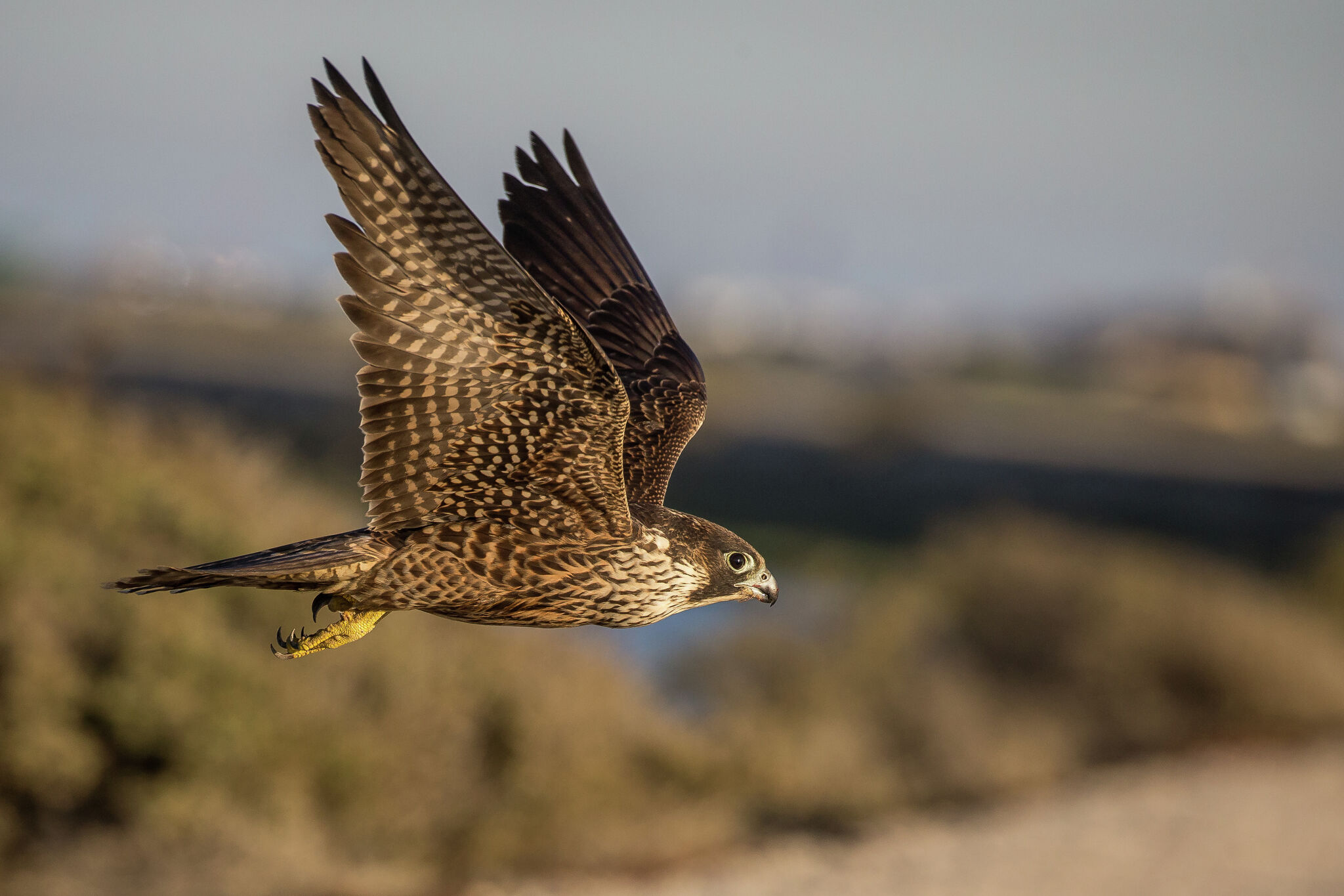 big-bend-temporarily-closing-areas-to-protect-nesting-falcons