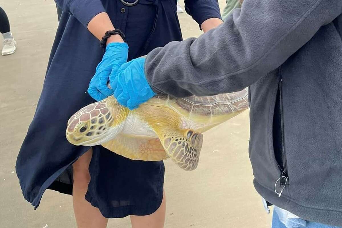 A pair of cold stunned green sea turtles rescued during freezing December temperatures in Texas was released into the Gulf of Mexico over the weekend. 