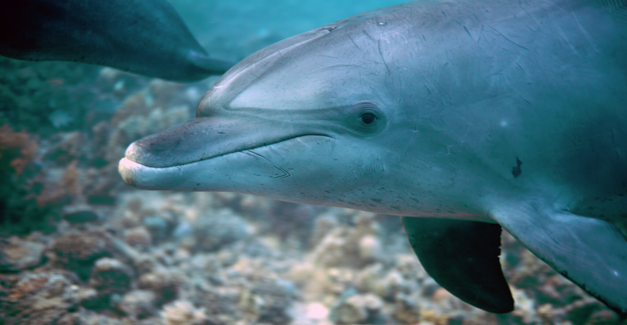 Dolphin spotted swimming in Connecticut's Thames River