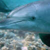 Dolphin spotted swimming in Connecticut's Thames River