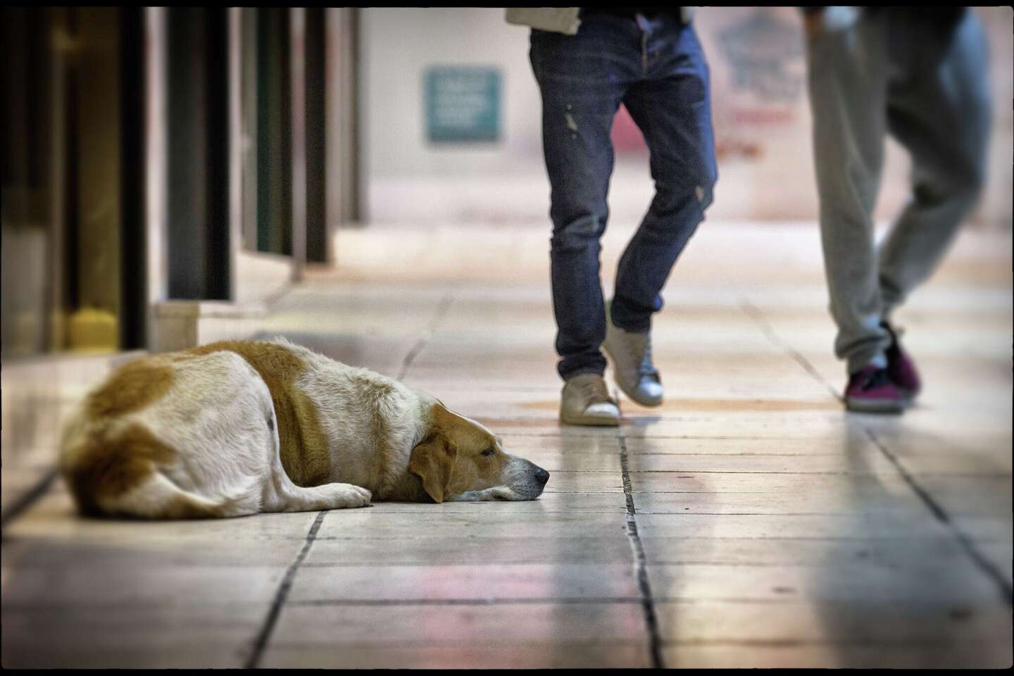 How to report stray dogs in San Antonio neighborhoods