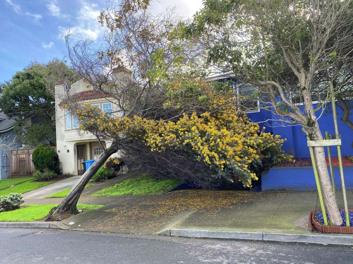 An acacia tree nearly crashed into Kevin Fisher-Paulson’s home during the January storms.