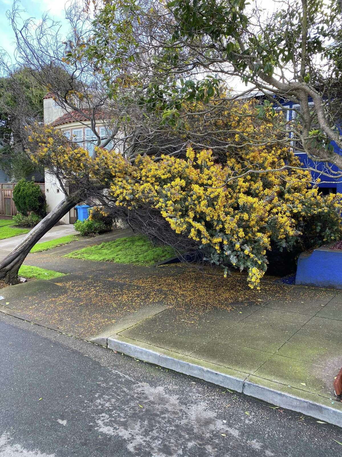 An acacia tree toppled in the storms earlier this month in front of Kevin Fisher-Paulson’s home.
