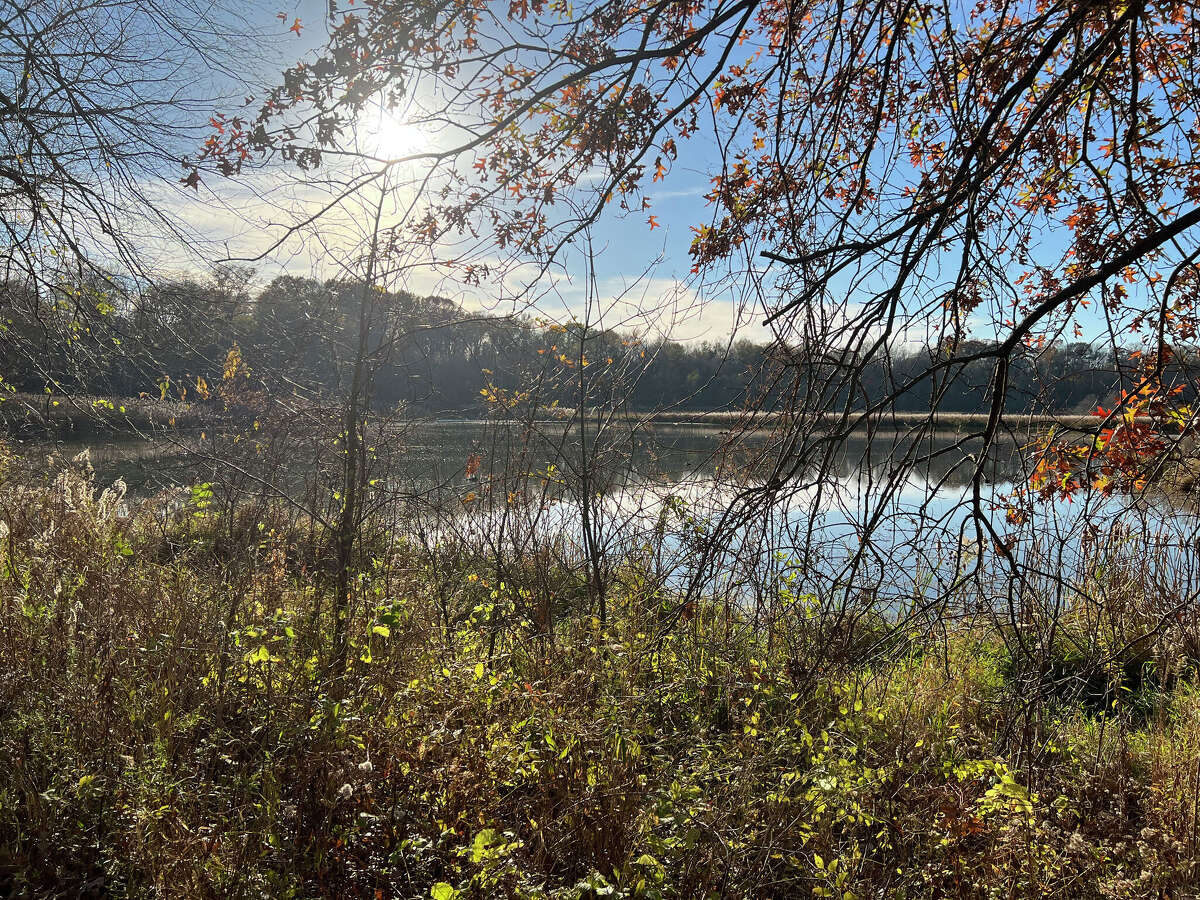 Sushi saga with Shogun absence in Edwardsville