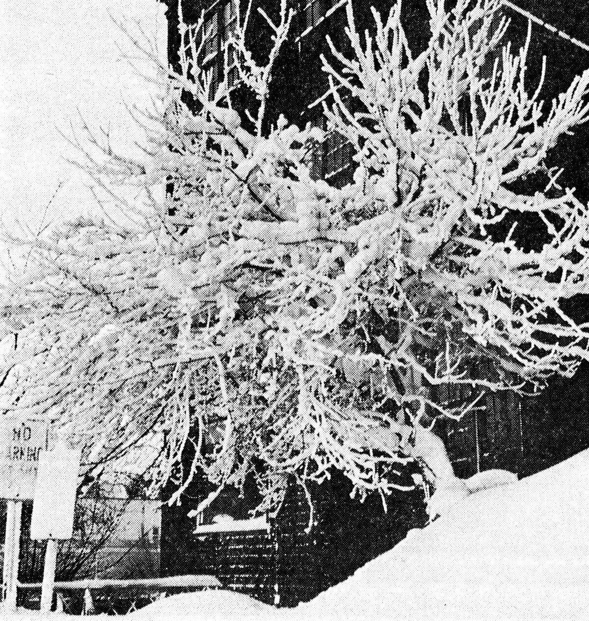 Winter's fury and beauty seem to go hand-in-hand, with the resulting beauty to be seen everywhere. One such example is the tree located near the north end of the Maple Street Bridge. The photo was published in the News Advocate on Jan. 25, 1963.