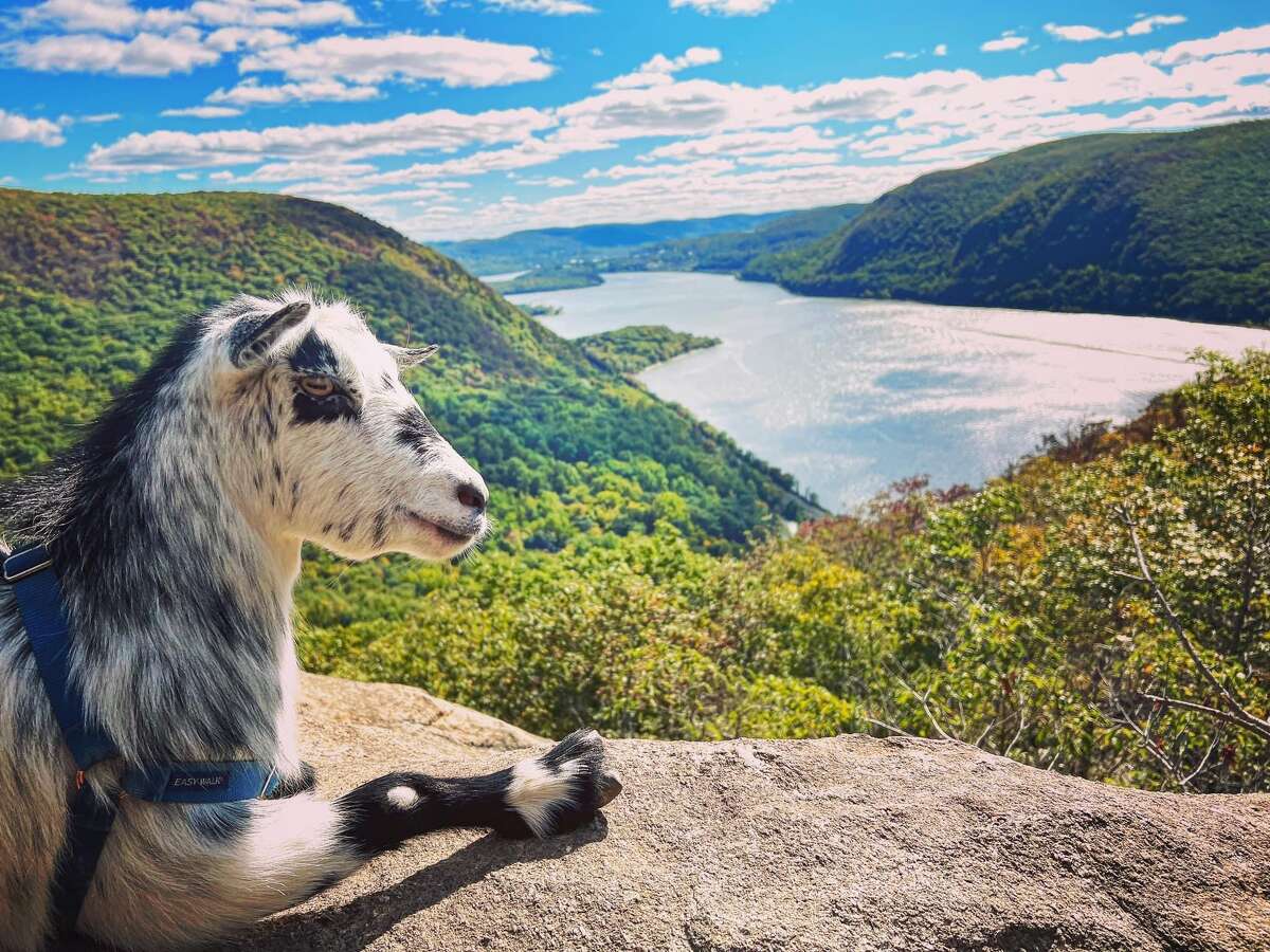 Summit School hiking goats spread joy in Hudson Valley