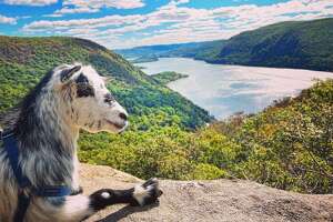 Hiking goats turn heads and spread upstate joy