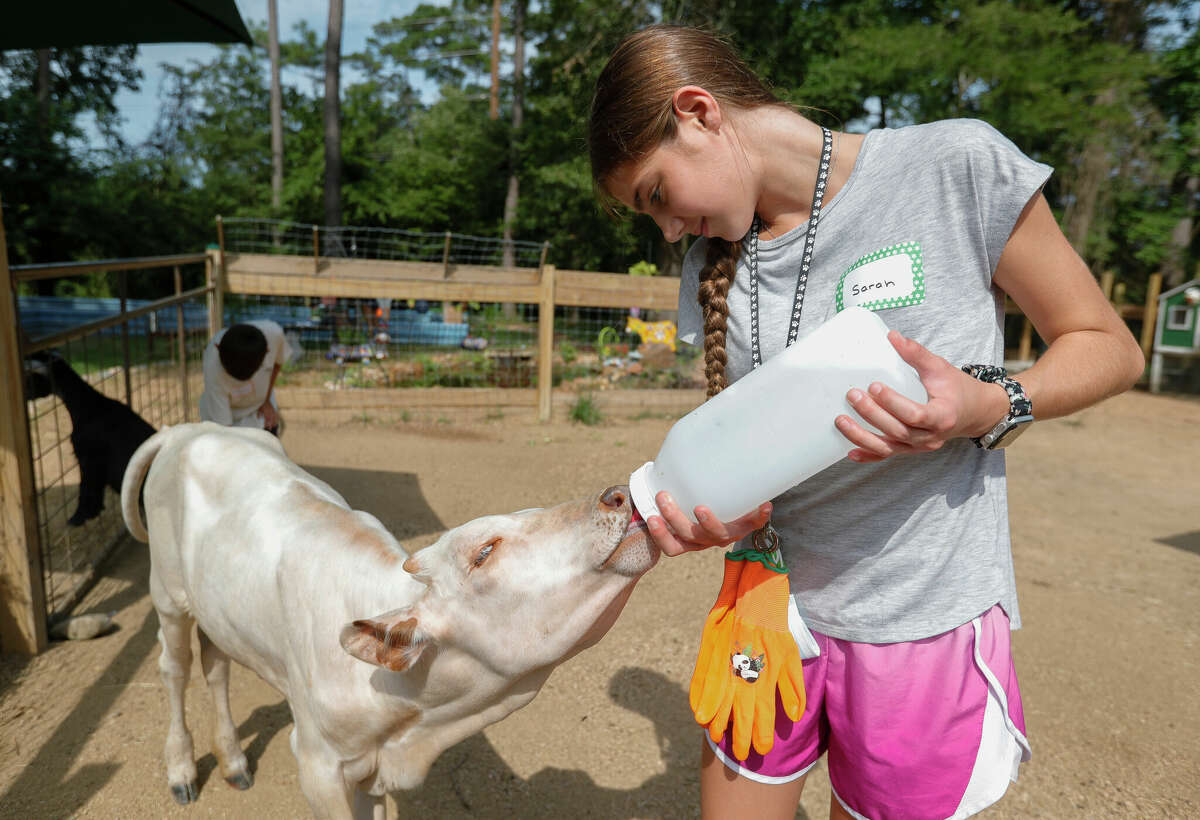 Sarah Goss bottle feeds a calf as children had the chance to work with professional zookeepers to learn how to care for reptiles, mammals, birds and other animals as part of The Learning Zoo's week-long camp, Tuesday, July 27, 2021, in Conroe. For Valentine's Day, The Learning Zoo is offering a Goat Gram where a pygmy goat will come pay you a visit with a box of chocolates. 