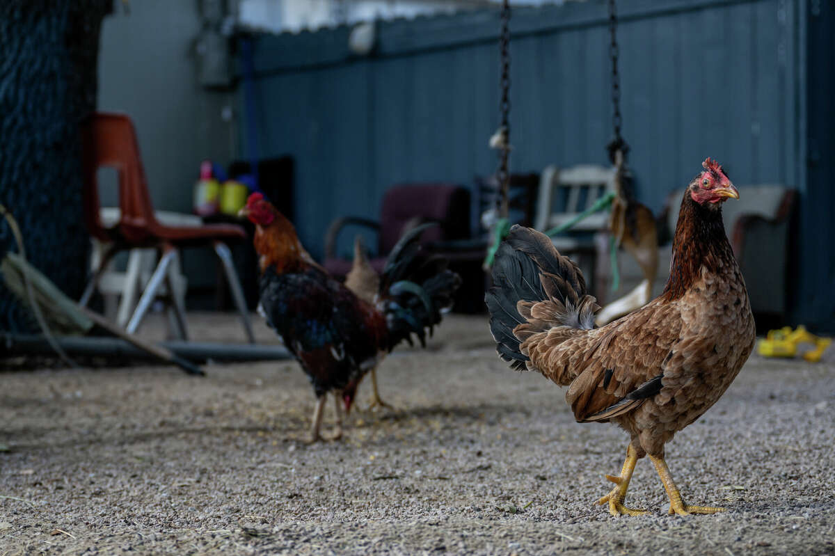 The poultry industry as well as private flocks are suffering a health crisis as a bird flu continues to spread across the United States, contributing to a spike in egg prices. Almost 60 million birds have been infected in the worst outbreak on record.