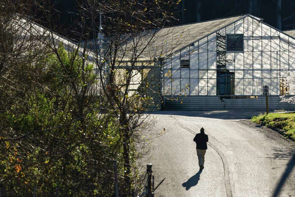 周二，警方在半月湾92号高速公路旁的加州泰拉花园(以前被称为山蘑菇农场)调查现场。