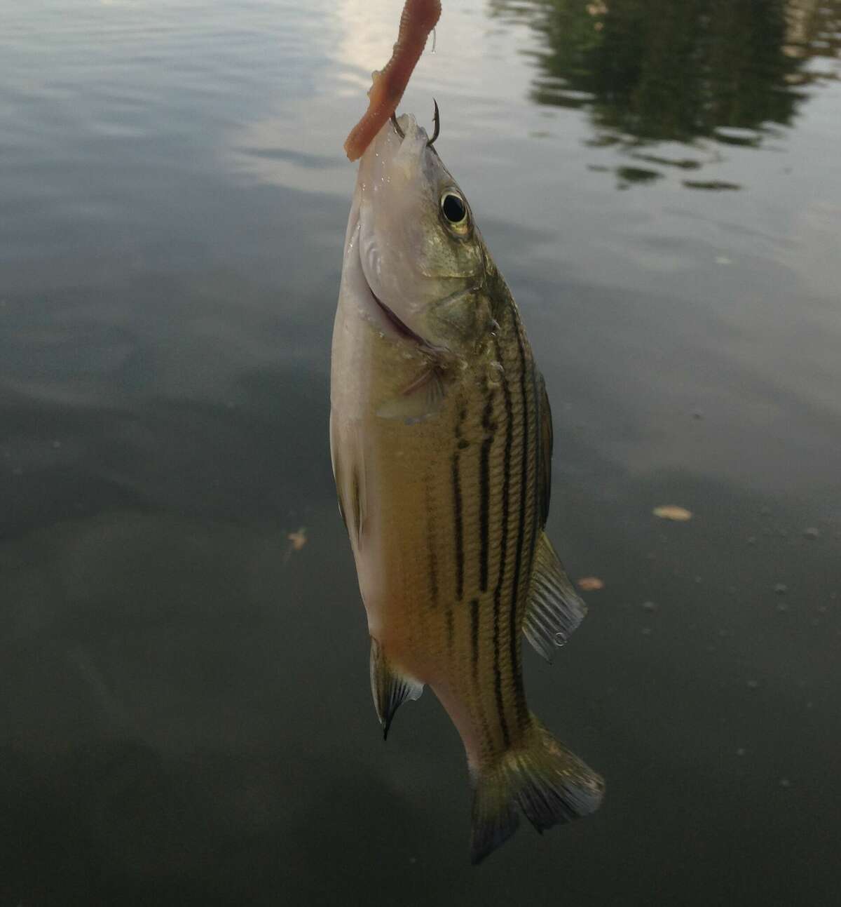 Juvenile hybrids look very similar to white bass, so if you catch any under 18 inches long and are not sure which fish it is put it back in the lake.