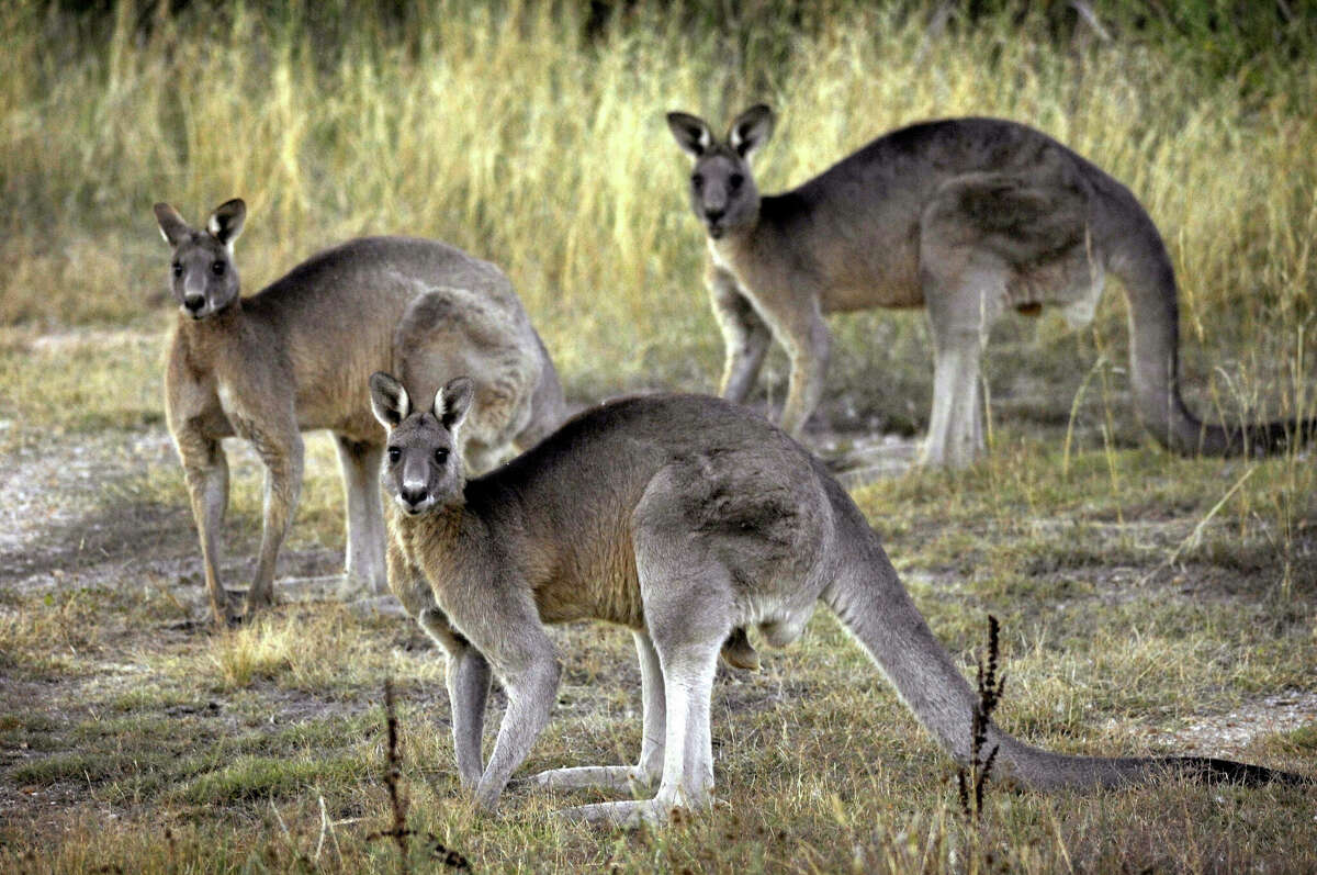 The grey kangaroo is among the four kangaroo species hunted in Australia. 