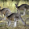 FILE - Grey kangaroos feed on grass near Canberra, Australia, March 15, 2008. A bill that would ban the sale of kangaroo parts has been introduced in the Connecticut General Assembly. (AP Photo/Mark Graham, File)