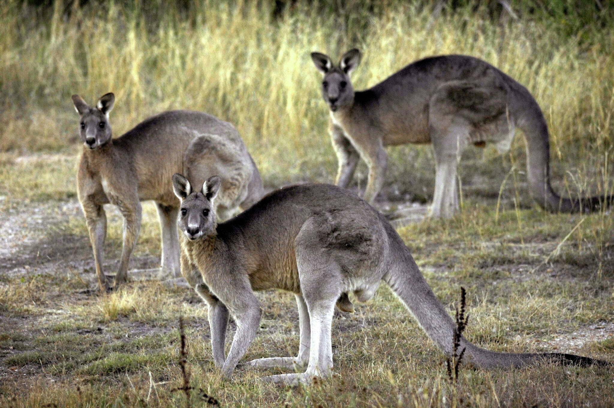 Why is Connecticut considering a ban on kangaroo products? Soccer cleats.