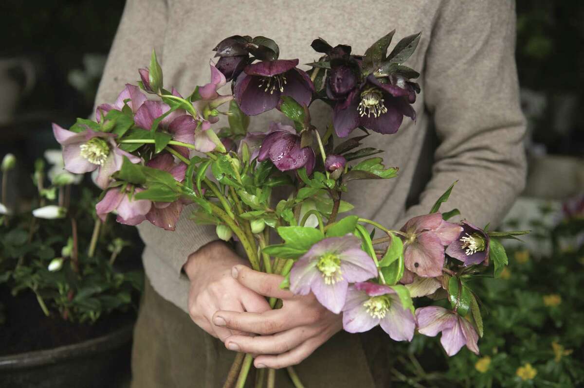 Hellebores flower at a time when there is little else in the garden in England. the hybrid Lenten rose (Helleborus x hybridus) can be tricky, but we find it lasts longer if picked when it is going to seed in late spring and its stems are seared in boiling water.