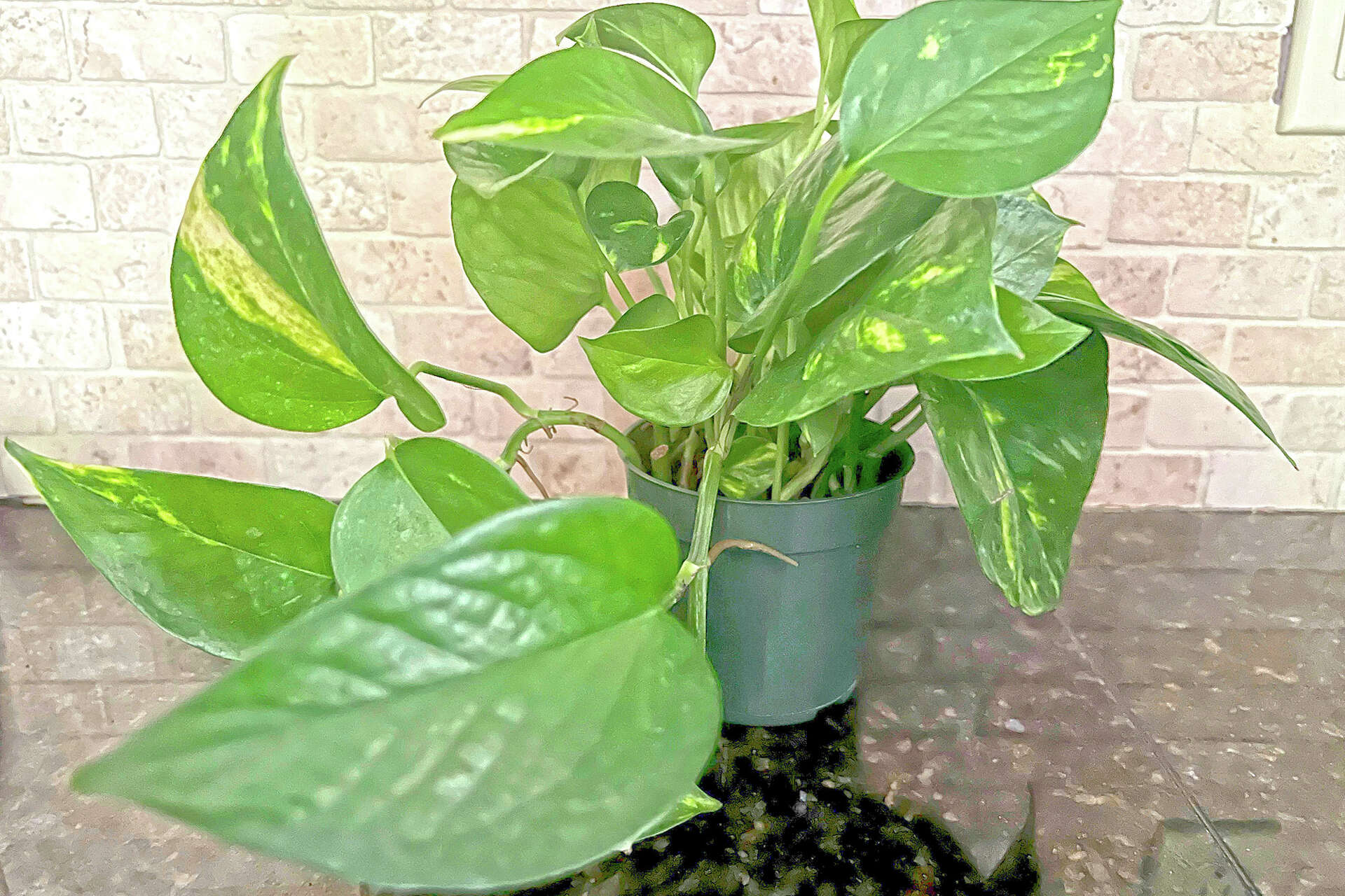 Watch toddlers around these houseplants