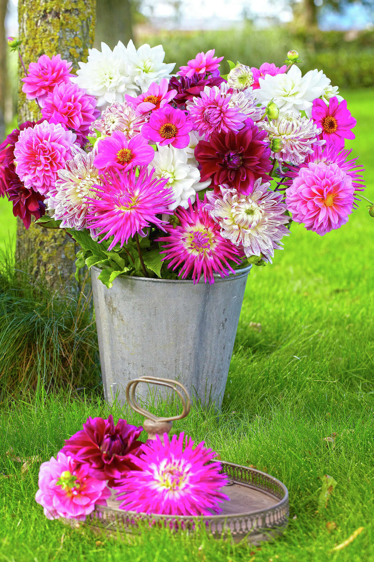 The more dahlias you cut for bouquets, the more flowers the plant will produce.