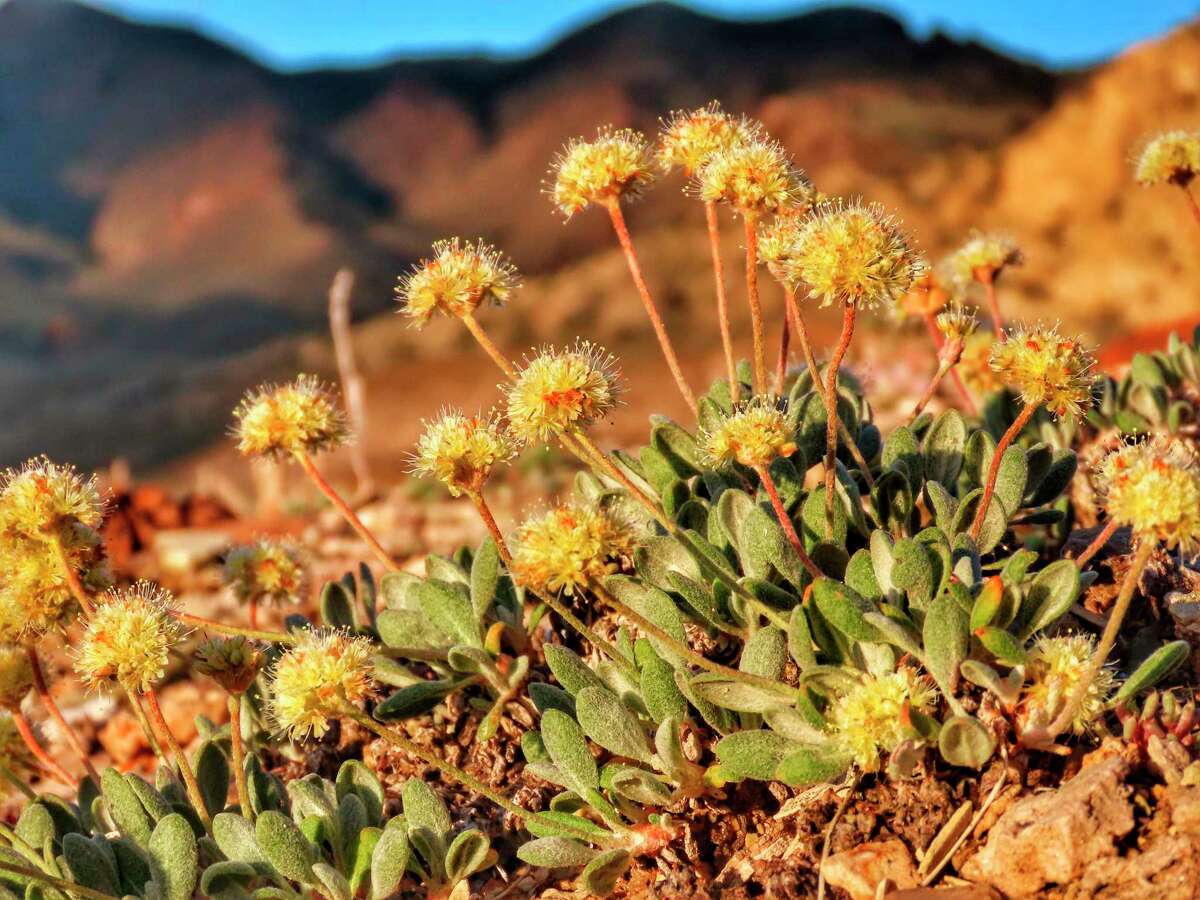 In this photo taken June 1, 2019, by Patrick Donnelly of the Center for Biological Diversity is the rare desert wildflower Tiehm's buckwheat in the Silver Peak Range about 120 miles south of Reno, Nev. The U.S. Fish and Wildlife Service has proposed designating the high-desert range halfway between Reno and Las Vegas as critical habitat for the Tiehm's buckwheat. It is also the site of a proposed lithium mine by the Australian-based Ioneer USA Corp. (Patrick Donnelly/Center for Biological Diversity via AP)