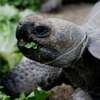 Houston Zoo is announcing the new Galápagos Islands exhibit set to open in April. 