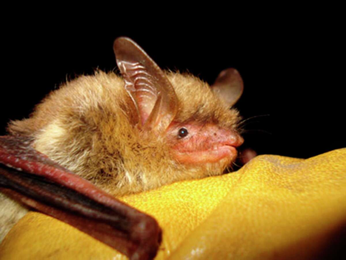 FILE - This undated photo provided by the Wisconsin Department of Natural Resources shows a northern long-eared bat. The U.S. Fish and Wildlife Service said Wednesday, Jan. 25, 2023, it was postponing reclassification of the northern long-eared bat from “threatened” to the more severe “endangered” category until March 31. The change had been scheduled to take effect Jan. 30. (Wisconsin Department of Natural Resources via AP, File)