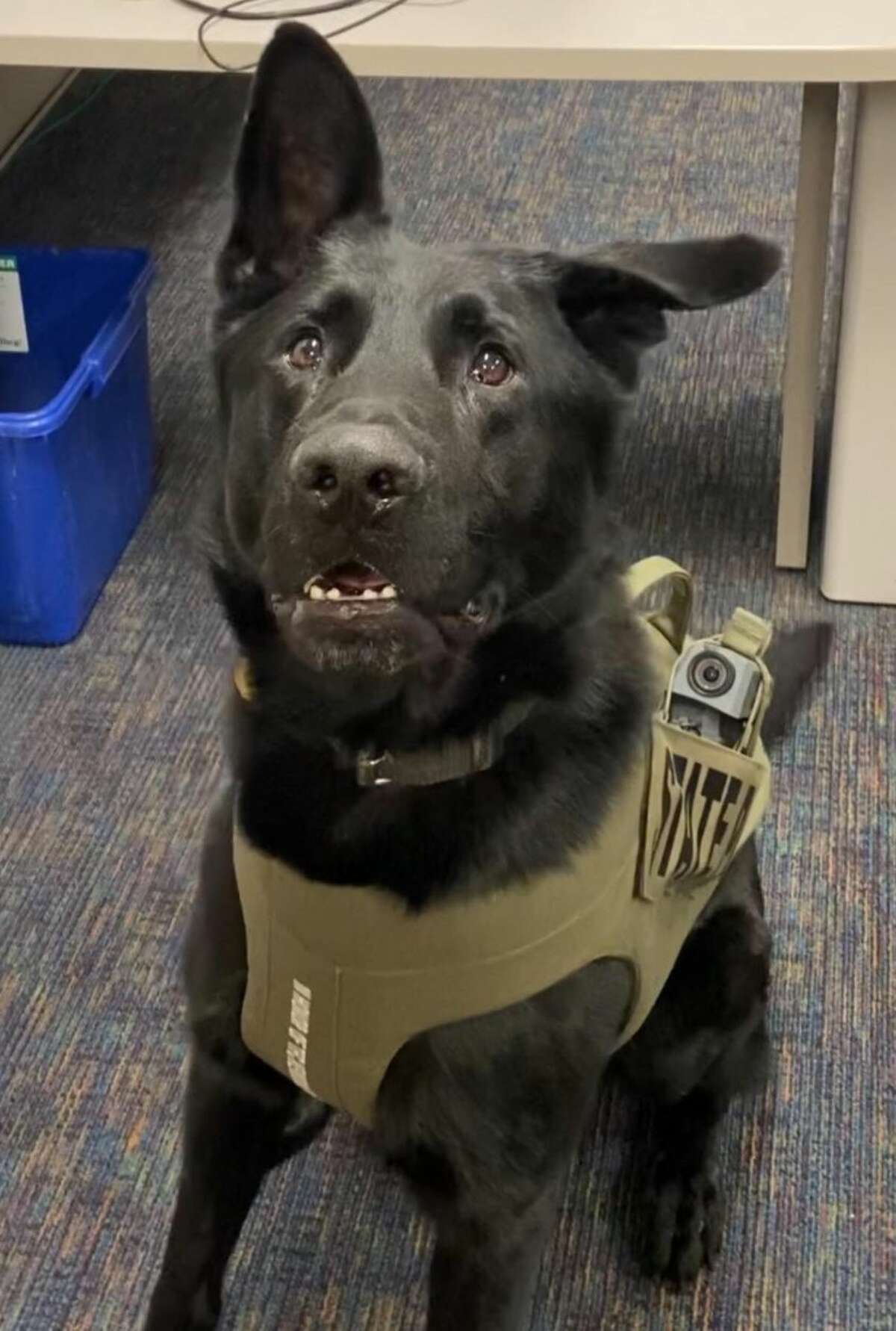 A K9 named Drago led troopers to a suspect in the theft of a pickup truck from Ellington Tuesday, according to state police.