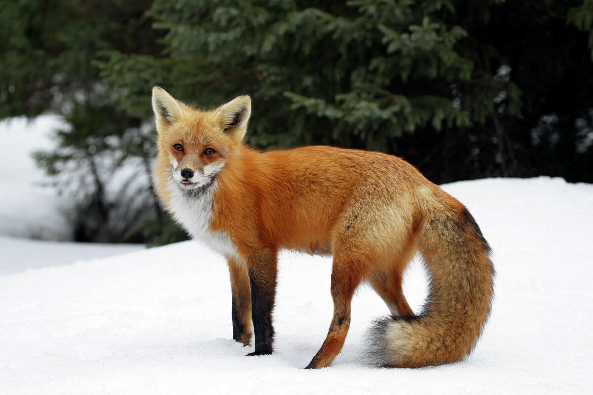 Red foxes have white tails that are almost as long as their bodies.  A Sierra Nevada red fox was spotted by trail cameras near Tapoz Pass last year, the first time a red fox had been seen in the area in nearly 100 years.