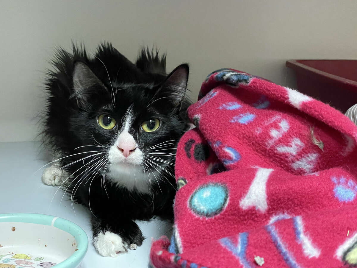 Nearly 60 Cats Rescued In Middletown From Hoarder Officials Say