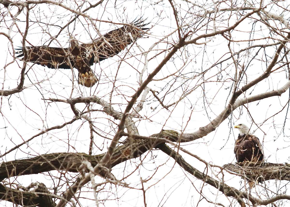 John Badman|The Telegraph It was two is company Thursday for a mature bald eagle, right, and an immature companion, left, hanging out in a tree near the Clark Bridge. With February just around the corner the eagle viewing season has pretty much reached its peak in the Riverbend. Saturday's forecast calls for a high temperature in the lower 50s making it a good time to get out the binoculars and go for an eagle spotting drive anywhere from Illinois 143 in East Alton to the Great River Road and Grafton. Several eagles can also be found across the bridge in the Riverlands Migratory Bird Sanctuary in West Alton, Missouri.
