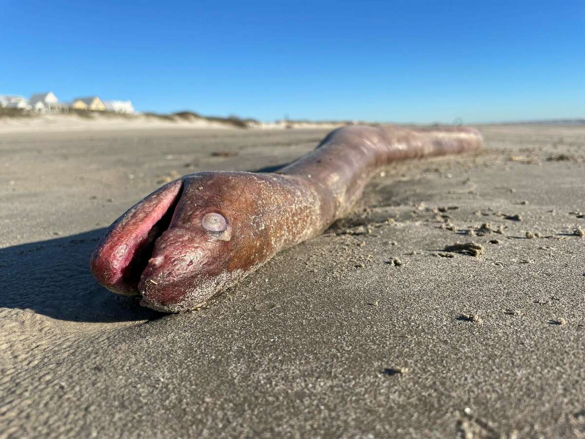 A dead American Eel, about as long as the species gets, washed up on the Gulf shore recently.