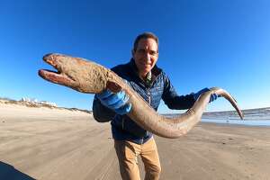 Massive American eel washes up on Texas beach
