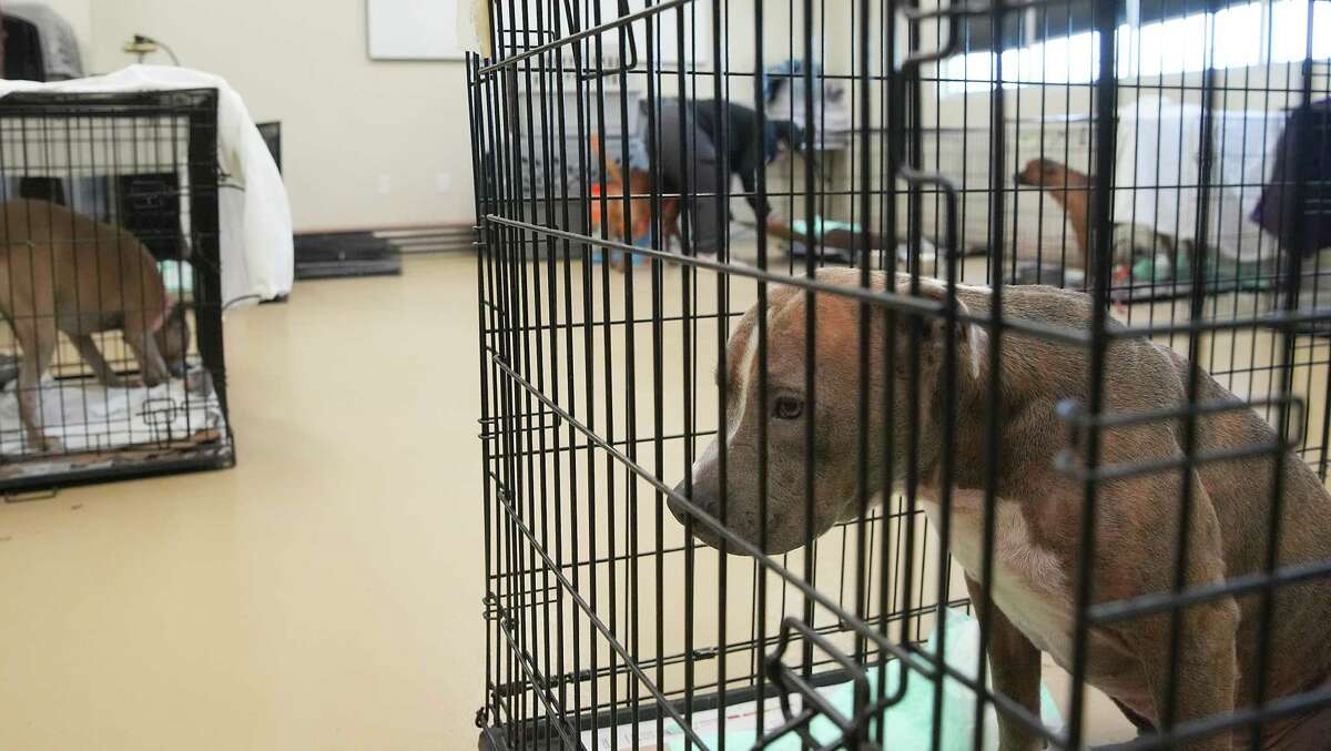 Dogs sit in crates in a make-shift shelter at the Pasadena Animal Shelter on Thursday, Jan. 26, 2023 in Pasadena. The EF3 tornado made ground fall on Tuesday, damaging the shelter. The shelter had 180 animals at the time of the tornado, and now have 21 dogs left to foster out while the building is repaired.