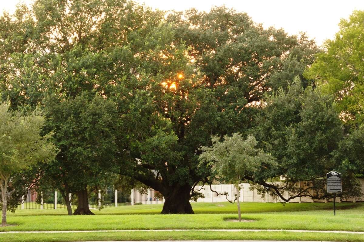 Freedom Tree in Missouri City.
