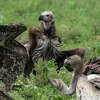 A Lappet-faced vulture (Torgos tracheliotos) and white-backed vultures (Gyps africanus) on a carcass.