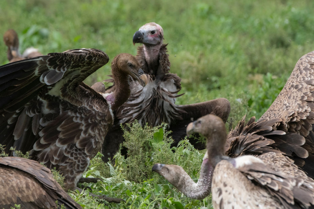 Dallas Zoo on X: Did you know that a harpy eagle's talon is bigger than a  grizzly bear's paw? 😮 This fun fact is brought to you by our resident harpy  eagle