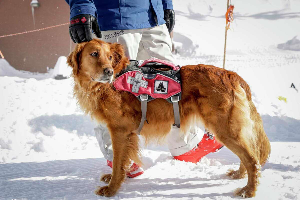 在南太浩湖的天山度假村，搜救犬Althea站在滑雪巡警Frederick Newberry旁边。