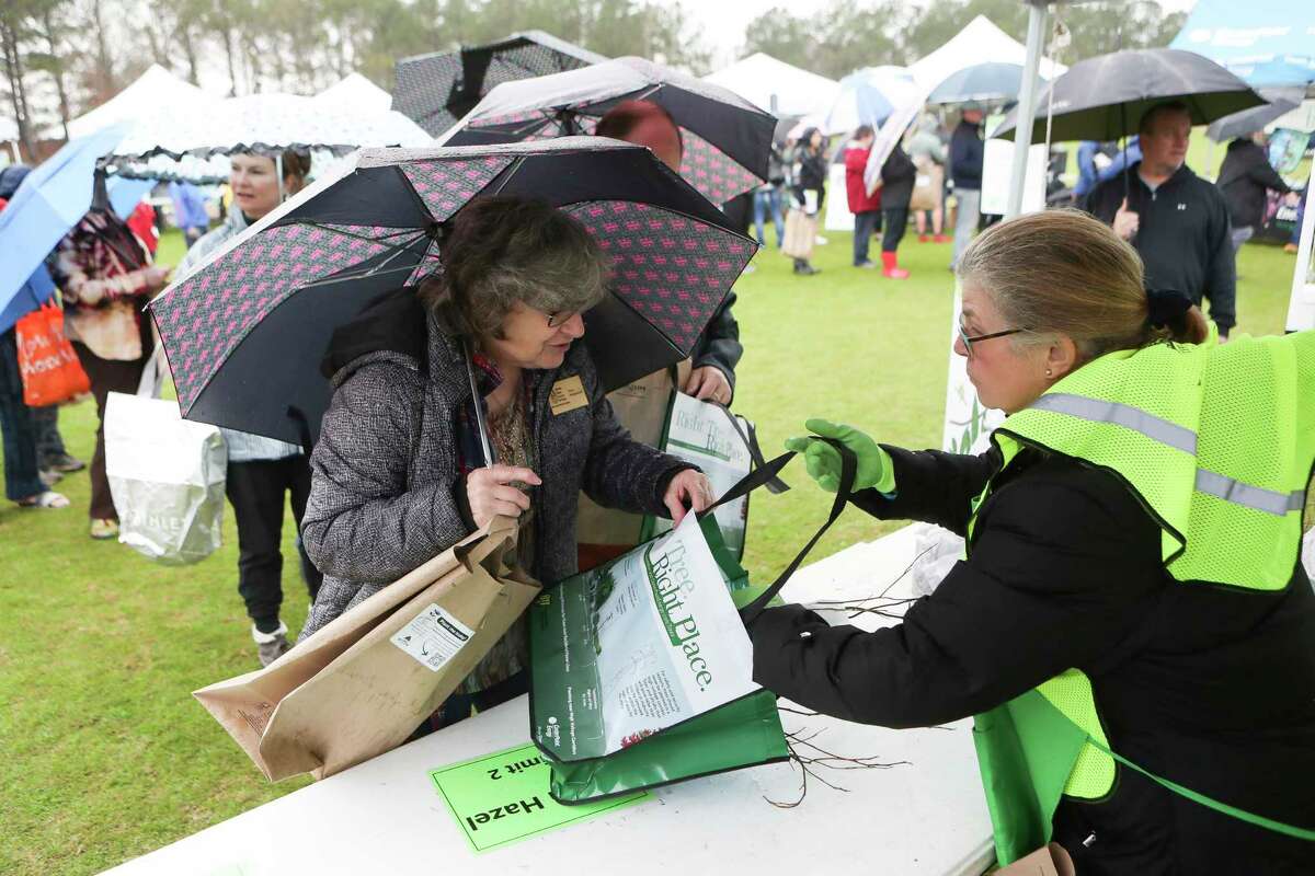Diane Wedgeworth, left, gets a witch hazel sapling from Mary Steelman during the annual Arbor Day tree giveaway at Rob Fleming Park, Saturday, Jan. 28, 2023, in The Woodlands. One of the longest-standing traditions in The Woodlands, the volunteers have distributed 1.5 million seedlings at the event since it began in 1977.