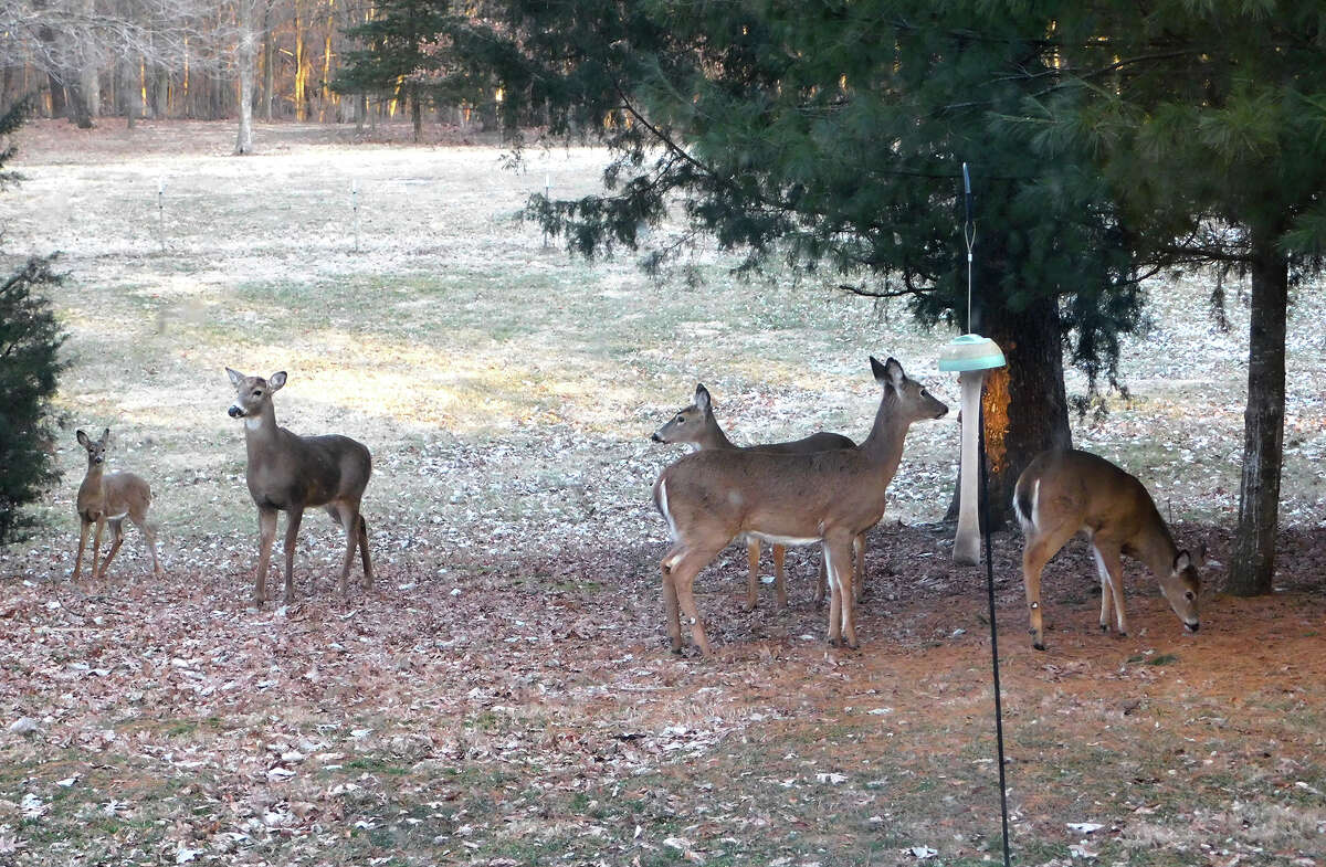 A group of does visit a backyard while passing through the area.