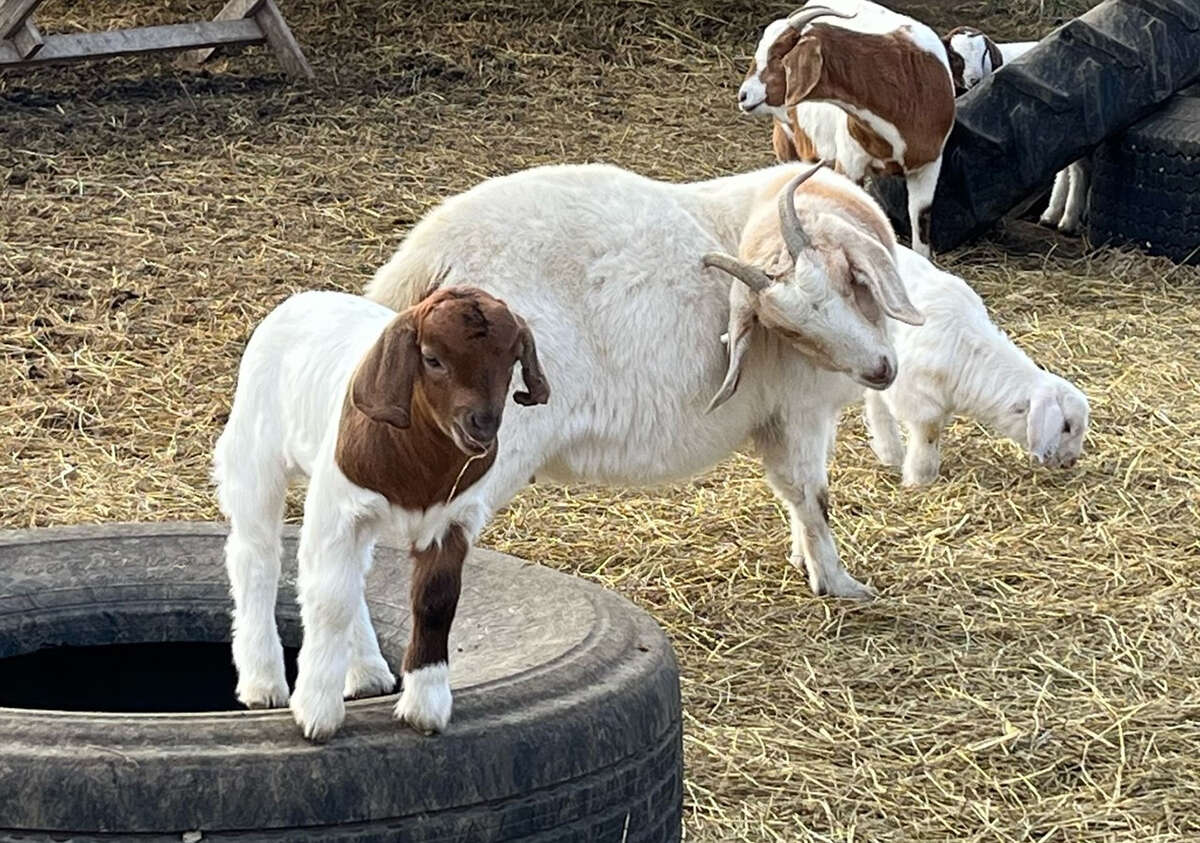 baby boer goats