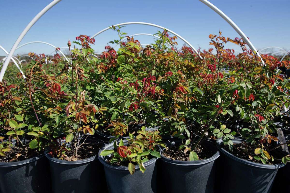 The Texan behind popularizing 'lost' roses is retiring.